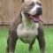 pittbull (1)