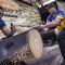 Team Romania competes during the Time Trials for the Team Competition of the Stihl Timbersports World Championships at the Hakons Hall in Lillehammer, Norway on November 3, 2017.