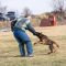 Spectacol canin la Mândruloc 1U8A0242